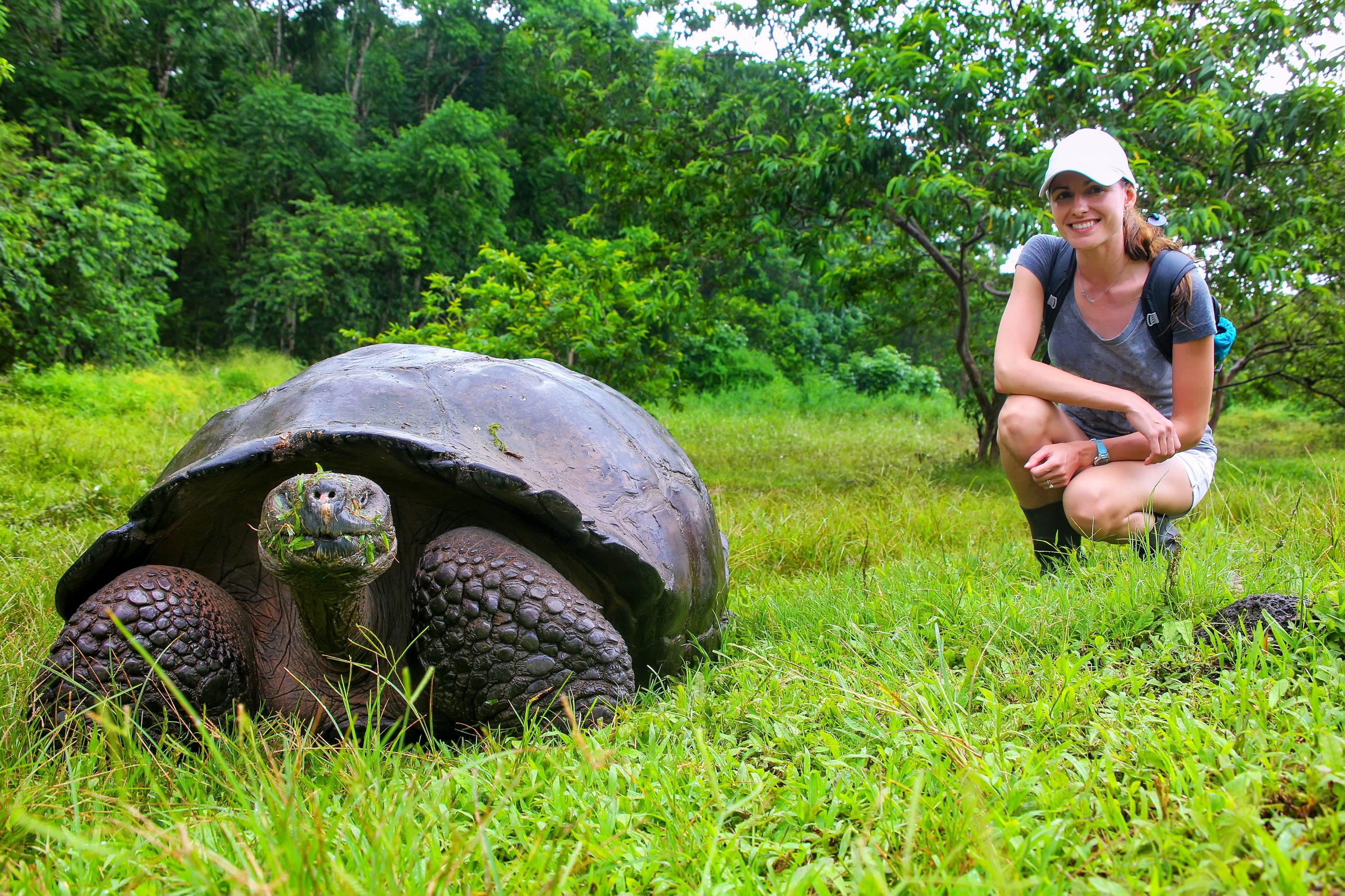 Galápagos Giant Tortoise